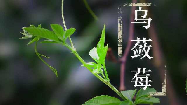 深山珍贵而稀少的“乌蔹莓”,总被农民当杂草,却不知是好东西!