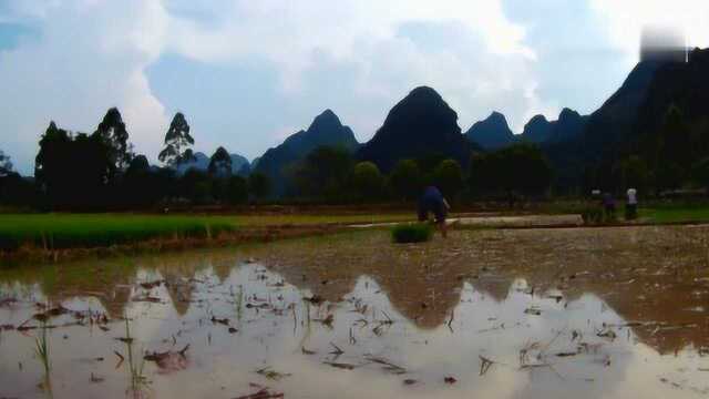 广西桂林:农村插田场景,田间地头,看不完的风景,干不完的农活