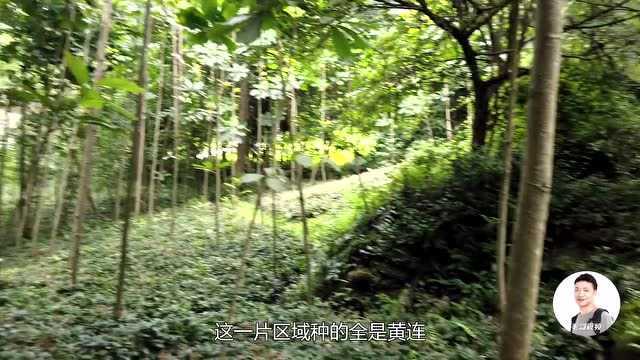 四川绵阳大山里种不了地咋办?大妈种这植物,100多一斤!厉害