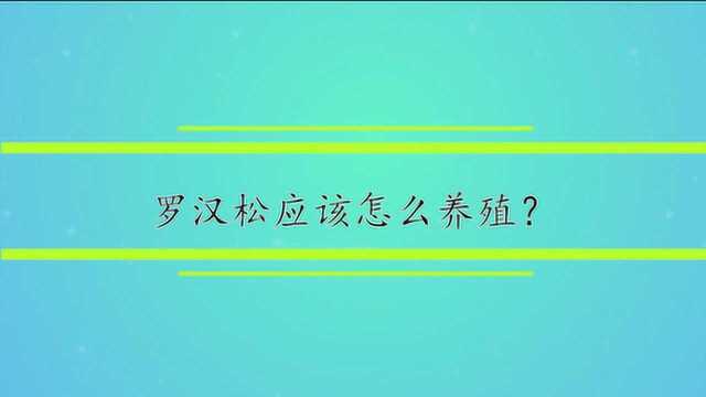 罗汉松应该怎么养殖?