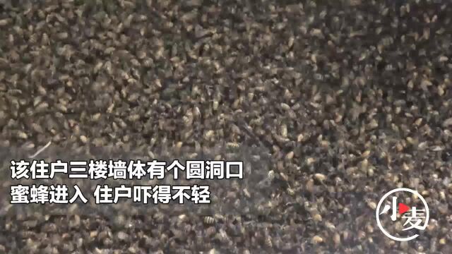 密恐慎入!万只大蜜蜂“突袭”住户家中,乌泱泱一片真吓人