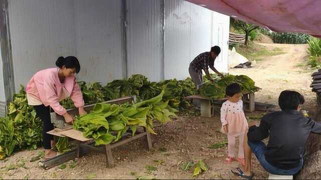 香烟是怎么来的?今天就带大家看一下烟民的不易和烟草的加工过程