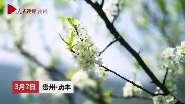 贵州贞丰县23万亩李花开满山头,3月开花4月结果唯美还解馋