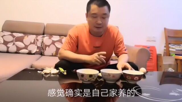 怎么区别乌鸡蛋,土鸡蛋和普通鸡蛋,小廖拿来鸡蛋做对比