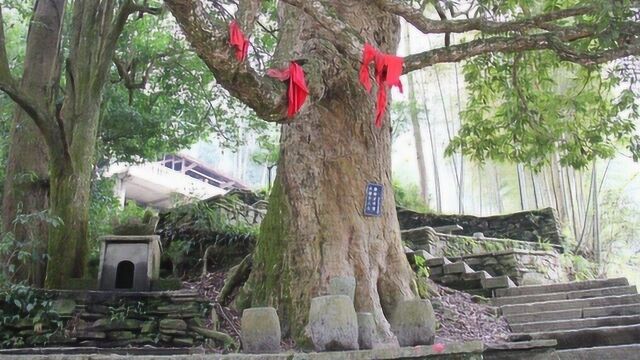 中国最大的一棵金丝楠木树,一节树枝便拍出了40万天价