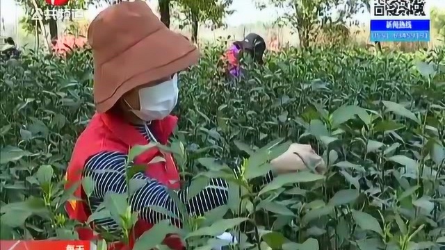 广德:受疫情影响 春茶开采 茶工紧缺