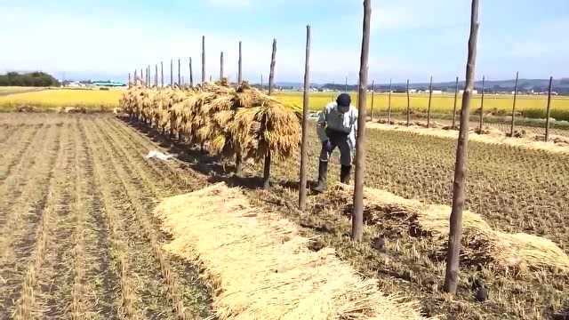 日本农民独特的晒稻谷方式