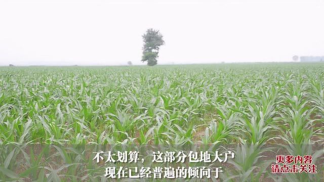 玉米要高产,苗前除草和苗后除草哪个好?很多农户都做错了