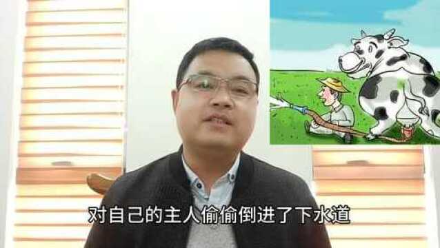 历史重现?美国大量牛奶被倒入下水道,暴露出的问题不简单!