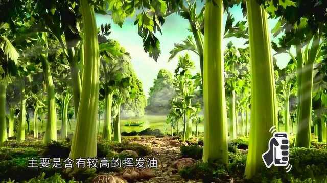 意大利芹菜竟有这么大功效?成菜前撒上一把,增香又加营养