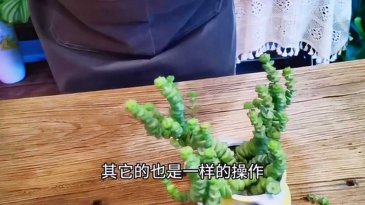 春季多数多肉植物的生长季节,浇水养护一样要注意