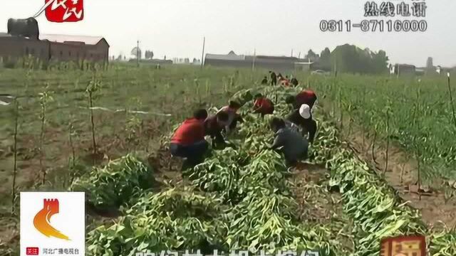 菠菜长势喜人却遇滞销,爱心客商地头收购,积压菠菜销售一空