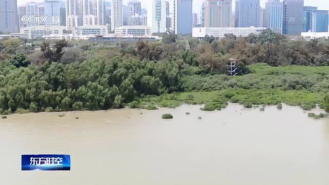 深圳湾航道疏浚项目环评报告抄袭造假