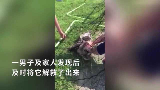 猫头鹰被困足球网有爱一家徒手拆网耐心解救