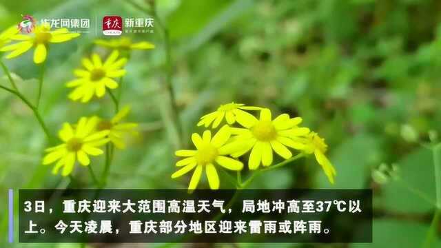 重庆未来一周多强对流天气 最高气温将逐步回归至“2”时代