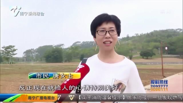 百亩美人蕉 震撼壮观“美人潮”