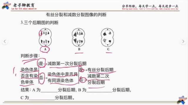 高中生物,有丝和减数分裂后期图的判断方法,一目了然.