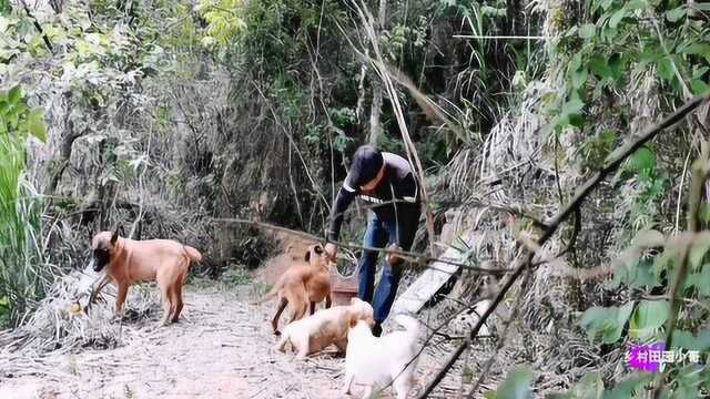 火梗犬猎犬喂白米饭都吃的津津有味太漂亮了