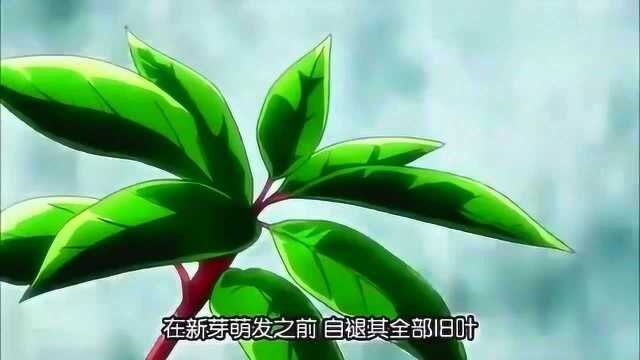 圣斗士星矢:紫龙想起来自己的师傅,童虎向自己传授的培养之道