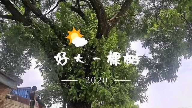 美丽乡村,发现一棵这么大的槐树,好漂亮.