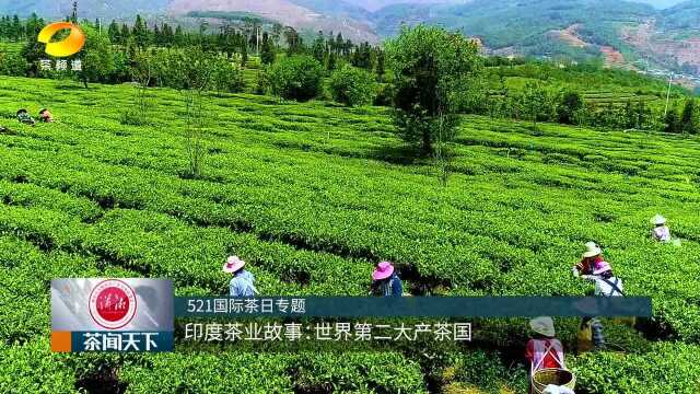 印度茶叶故事:世界第二大产茶国茶闻天下