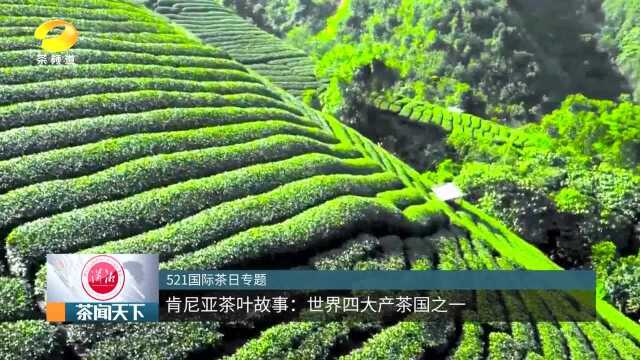 肯尼亚茶叶故事:世界四大产茶国之一茶闻天下