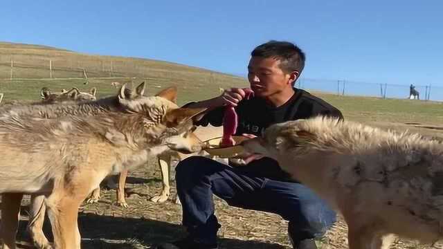 男子在狼群中吃肉太香了,群狼全都瞪眼看着他,出现惊人一幕