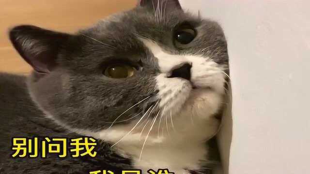 猫咪作妖被教训,委屈巴巴表情,太可爱了!