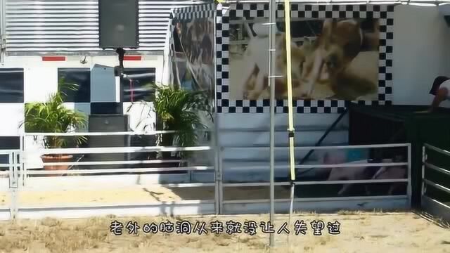 大爷训练猪跳水,落水的姿势太欢乐了,你考虑过猪的感受吗