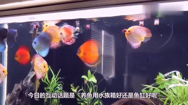 家里养鱼是用水族箱好还是鱼缸好?今天终于明白了