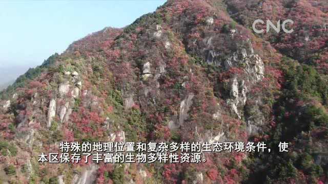 “云游”30秒——河南伏牛山国家级自然保护区