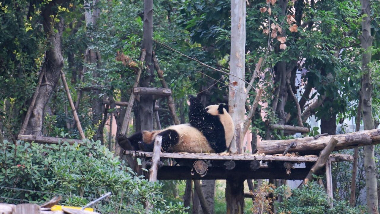 成都的大熊猫太喜欢睡觉了,这只熊猫五脊六兽翻身找合适姿势睡觉