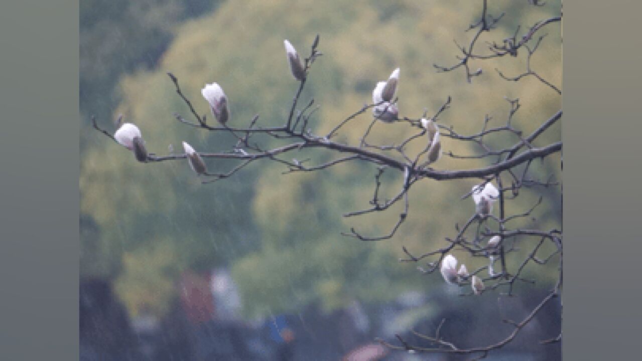 强冷空气影响杭州,西湖边“降温+大风+大雨”齐上阵