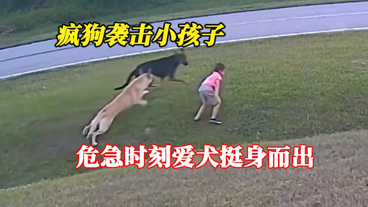 疯狗袭击小孩子,危急时刻爱犬挺身而出,实在太惊险了!