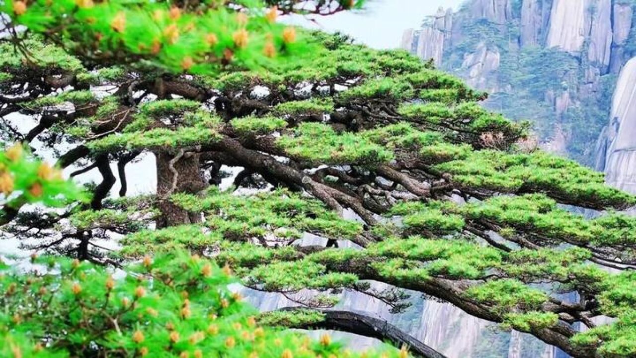 又到松花烂漫时 黄山千年迎客松迎来花期