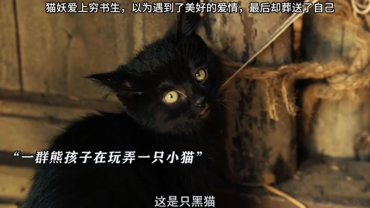 猫妖奇谭:猫妖爱上穷书生,以为遇到了美好的爱情,最后却葬送了自己