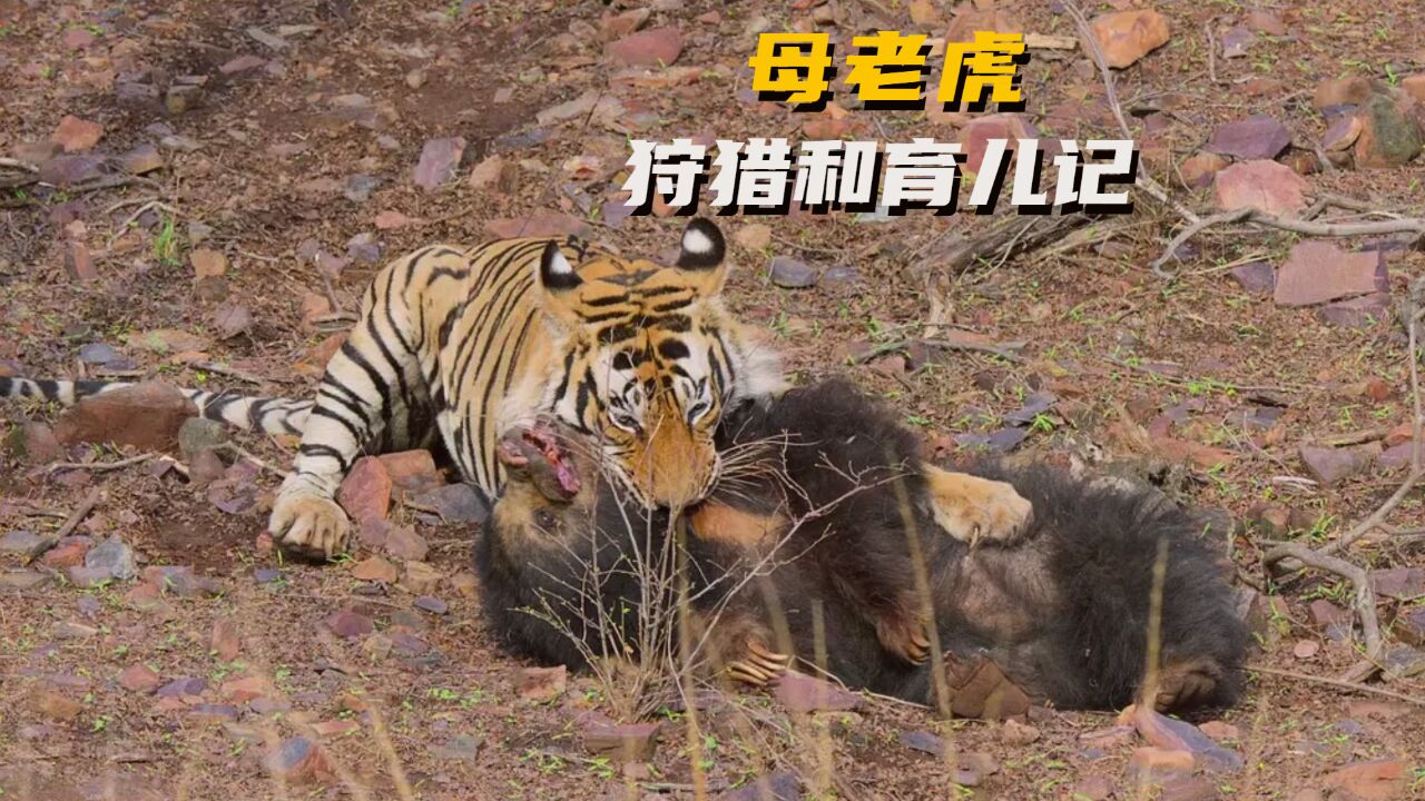 森林之王:母老虎狩猎和育儿记