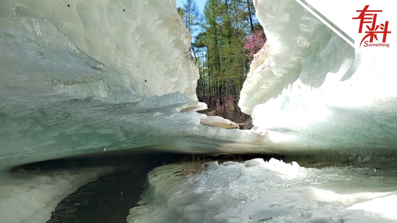 一山两景!黑龙江大兴安岭地区初夏时节既能赏花还可赏雪