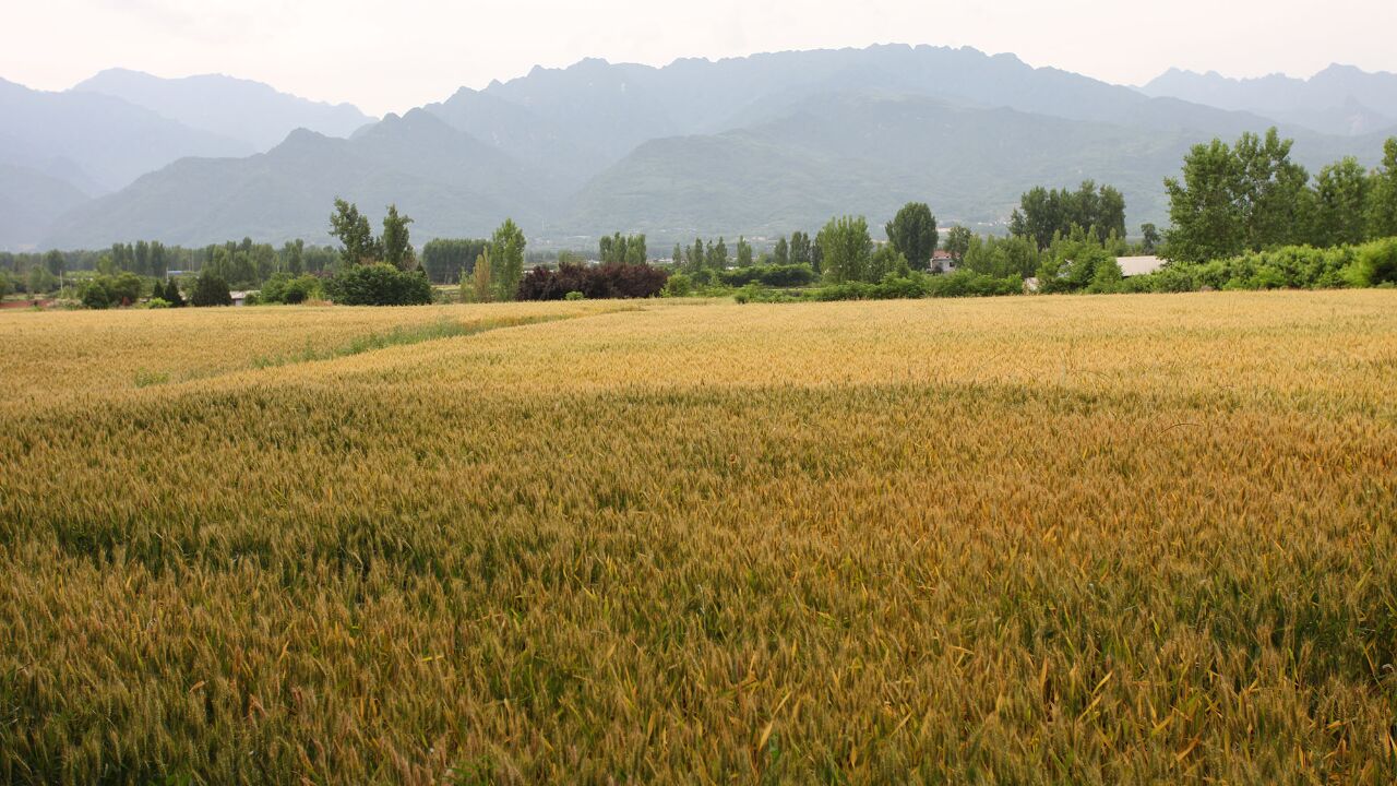 西安秦岭山下的麦田:金色麦田映衬黛色山峦,一片片麦田风景如画