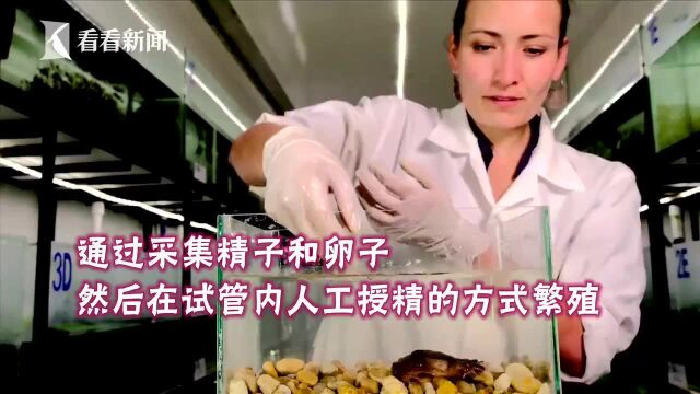 最孤独水蛙“罗密欧”单身10年终遇“朱丽叶”