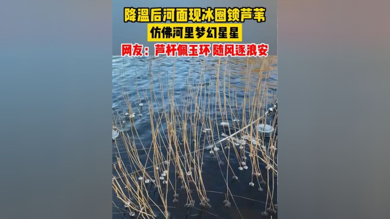 降温后河面现冰圈锁芦苇,仿佛河里梦幻星星,网友:芦杆佩玉环,随风逐浪安