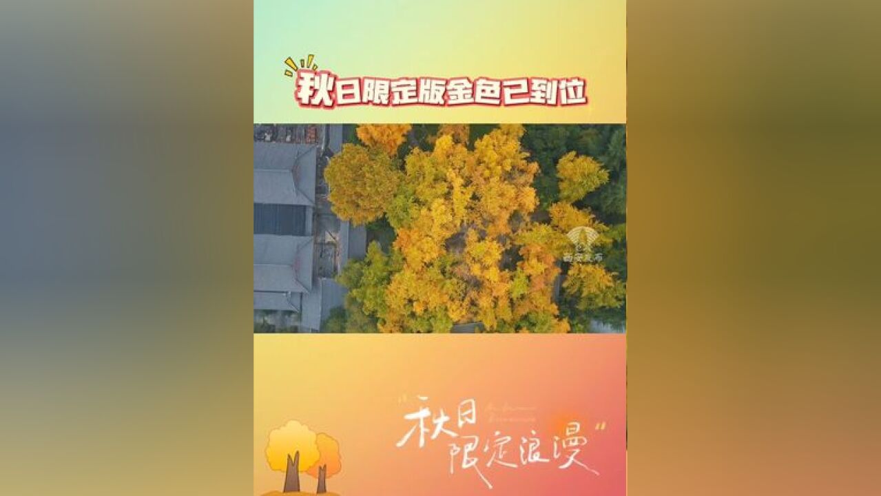 11月12日,唐大慈恩寺遗址公园银杏树林一片金黄,美丽的风景吸引游人观赏.