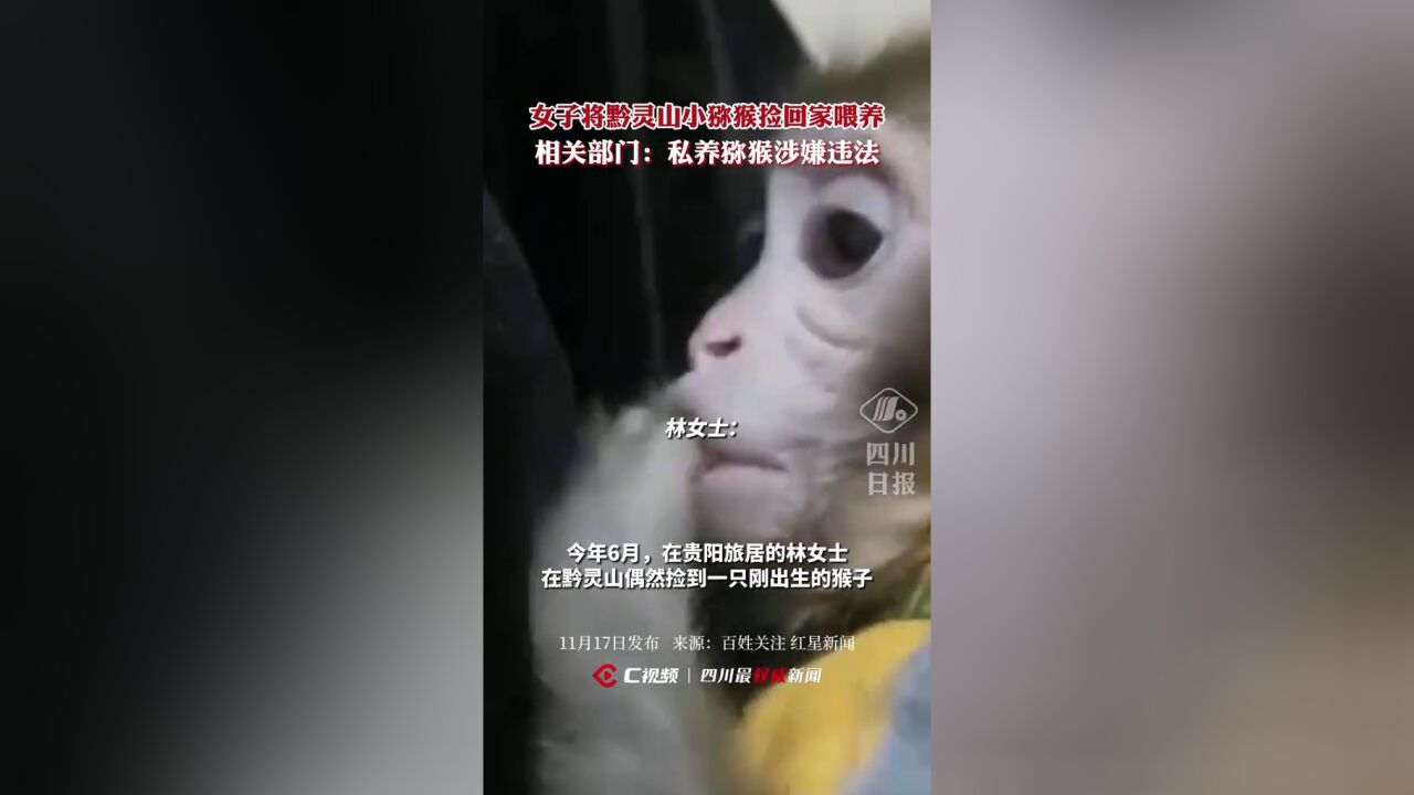 女子将黔灵山小猕猴捡回家喂养,相关部门:私养猕猴涉嫌违法