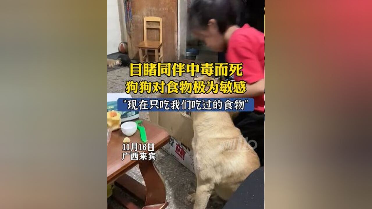 目睹同伴被偷狗贼投毒死亡后,狗狗对食物极为敏感,主人:现在只吃我们吃过的食物.