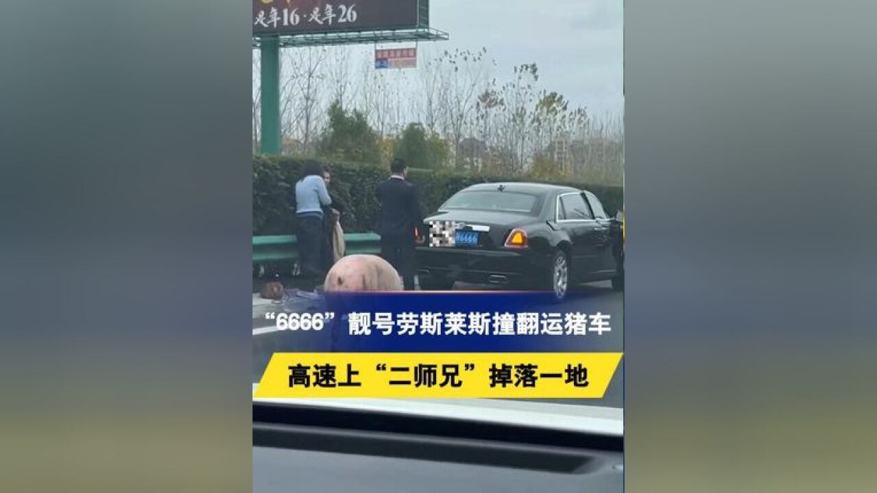 “6666”靓号劳斯莱斯撞翻运猪车,高速上“二师兄”掉落一地,目击者:到处都是猪