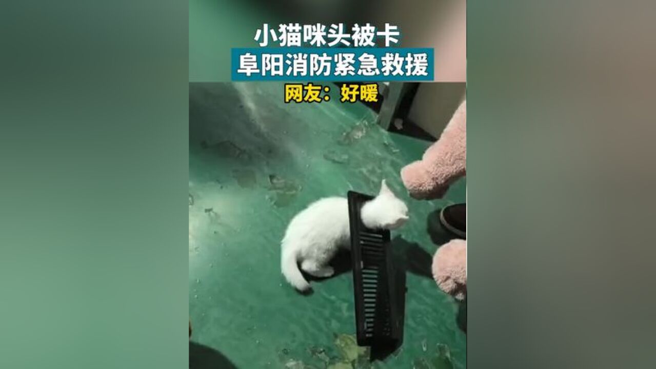 小猫咪头被卡,阜阳消防紧急救援,网友:很暖