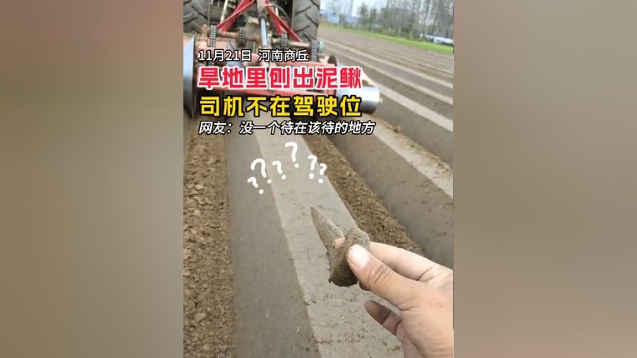 河南商丘旱地里刨出泥鳅,司机不在驾驶位,网友:没一个待在该待的地方