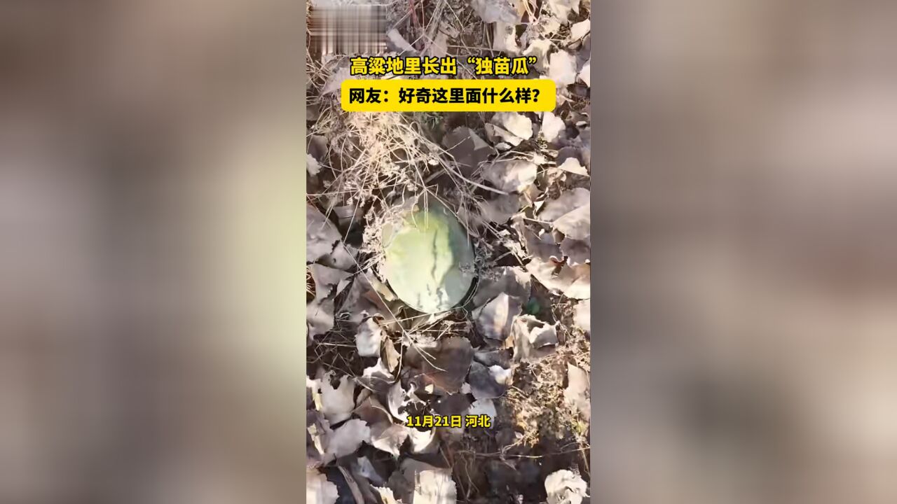 高粱地里长出“独苗瓜”