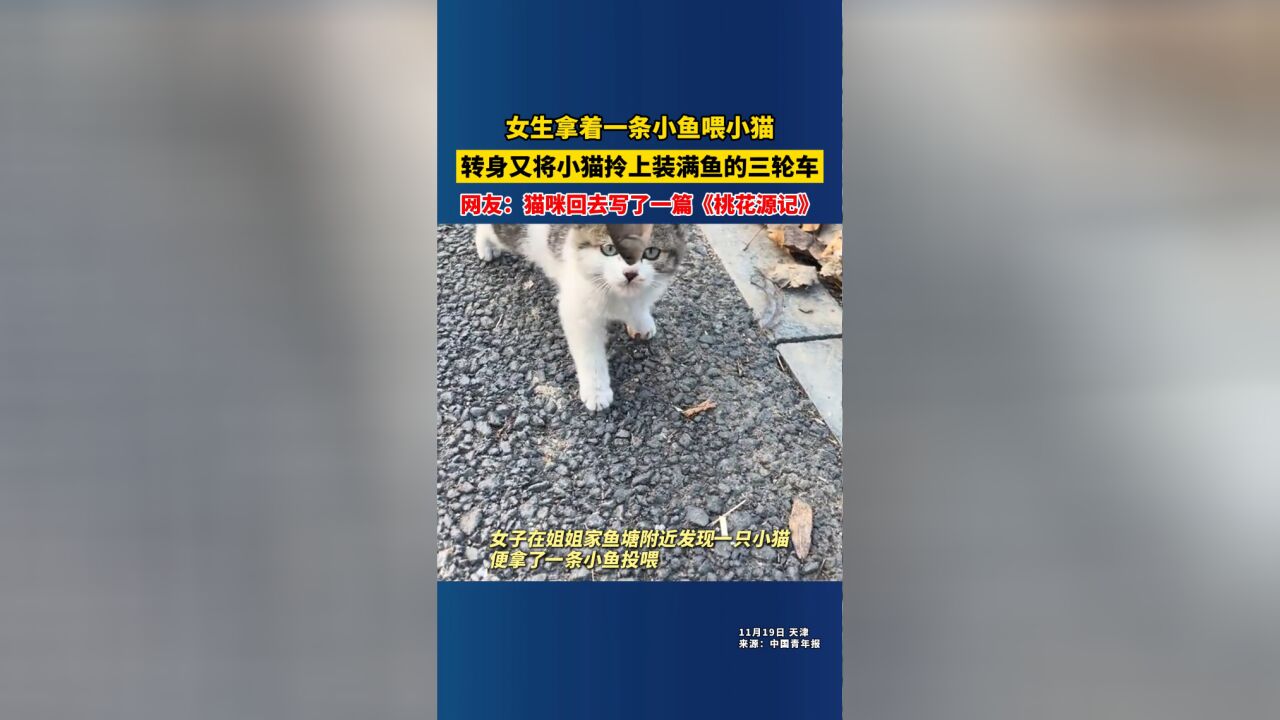 女生拿着一条小鱼喂小猫,转身又将小猫拎上装满鱼的三轮车