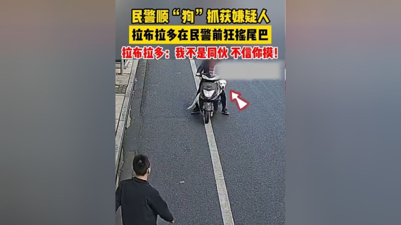 民警顺“狗”抓获嫌疑人,拉布拉多在民警前狂摇尾巴,拉布拉多:我不是同伙,不信你摸!